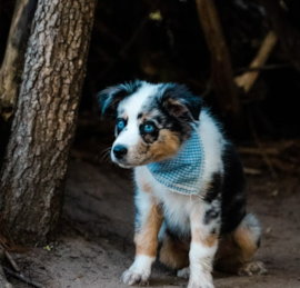 Mini Aussie Puppies For Sale